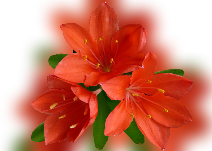Color Palette Ideas From Flower Lily Flowering Plant - Orange Lily (700x500), Png Download