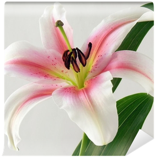 Lily (400x400), Png Download