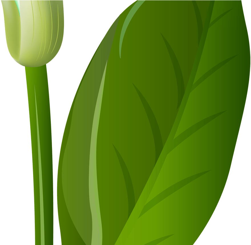 White Lily Flowers Png Transparent Gardening - Clip Art (1368x855), Png Download