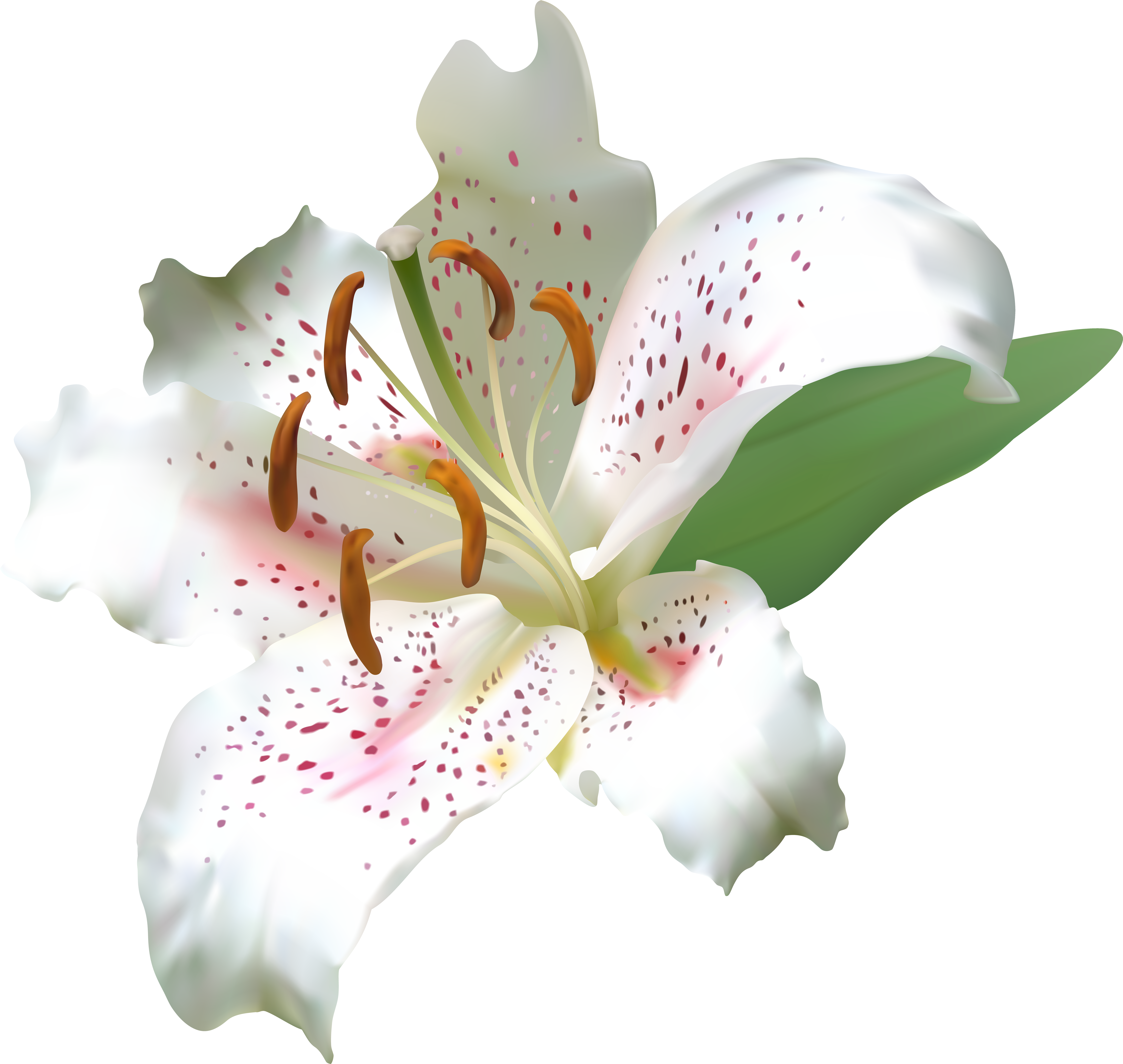 Lily Flower Png (8000x7565), Png Download