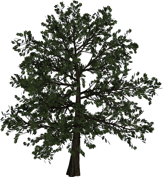 Jpg Freeuse Download Woody Plant Trunk Transprent Png - Tree (640x633), Png Download