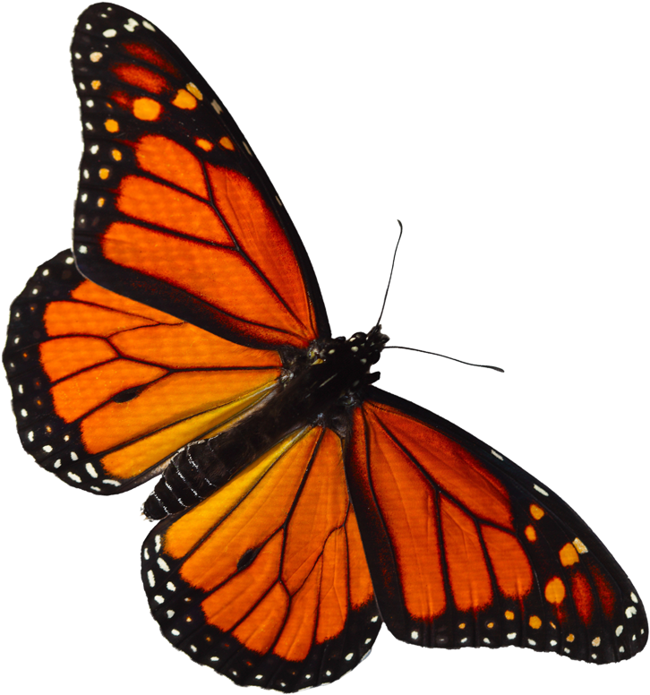 Orange Butterfly Shower Curtain (757x800), Png Download