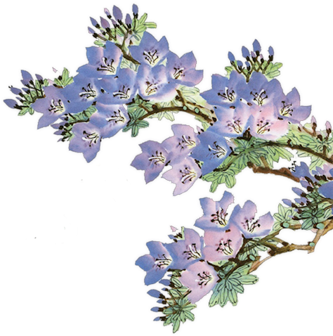 Juillet - California (498x520), Png Download