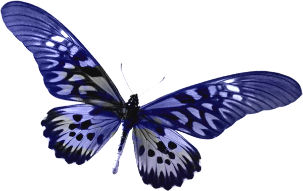Transparent Butterfly Clipart Clipartxtras - Butterfly Clip Art No Background (600x380), Png Download