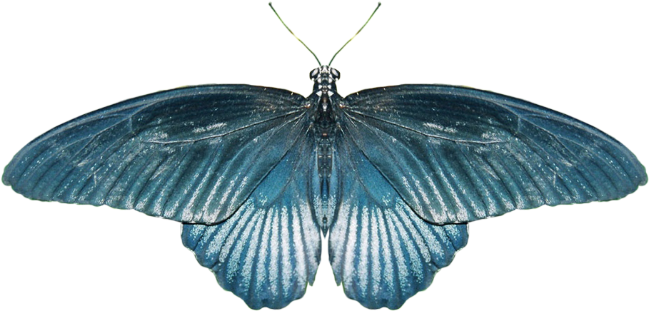 Real Butterfly Png - Butterfly (932x566), Png Download
