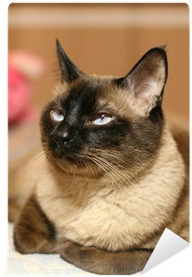 Siamese (400x400), Png Download