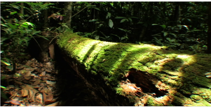 Jungle B-roll Plants (720x480), Png Download