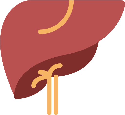 Your Liver's Main Function Is To Filter Blood Coming - Liver Icon (513x469), Png Download