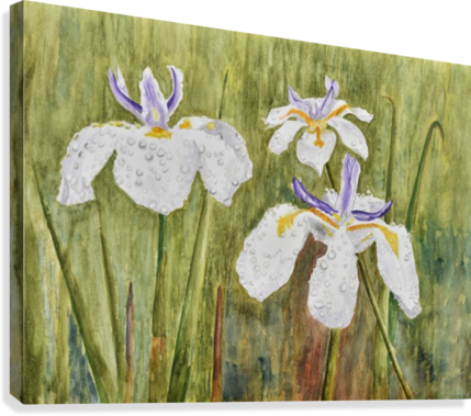 Three Irises In The Rain Canvas Print - Painting (429x379), Png Download