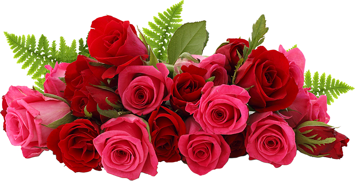 Rose Png - Rose Flowers (768x460), Png Download