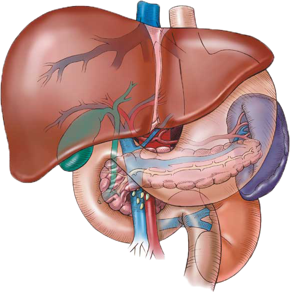 In Ayurveda The Liver Is The “life Of The Liver” Liver - Human Liver (582x586), Png Download