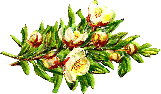 Free Digital Flower Clip Art - White Flower Bouquet In Clipart (915x685), Png Download