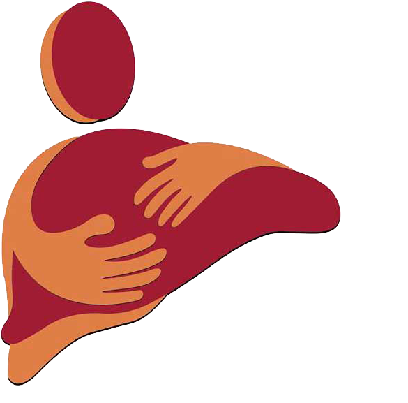 Liver (849x639), Png Download