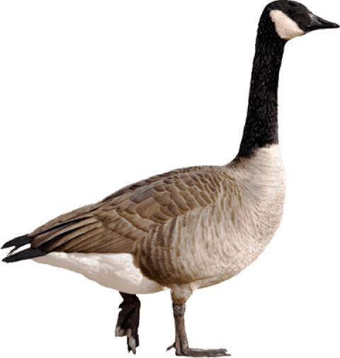 Goose Png - Canada Goose Png (380x400), Png Download