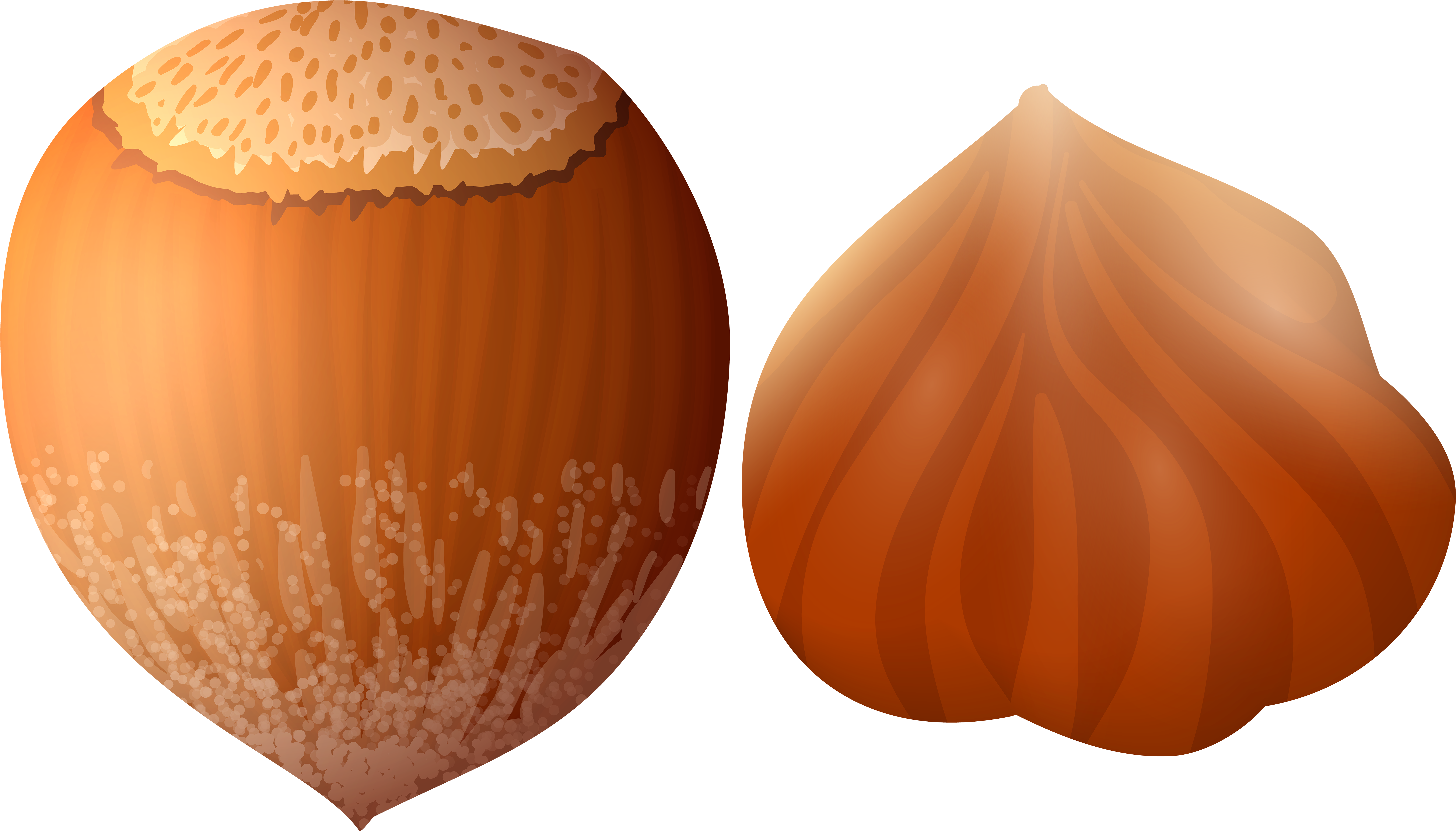 Hazelnut Png Clip Art - Hazelnut Clipart (7000x3999), Png Download