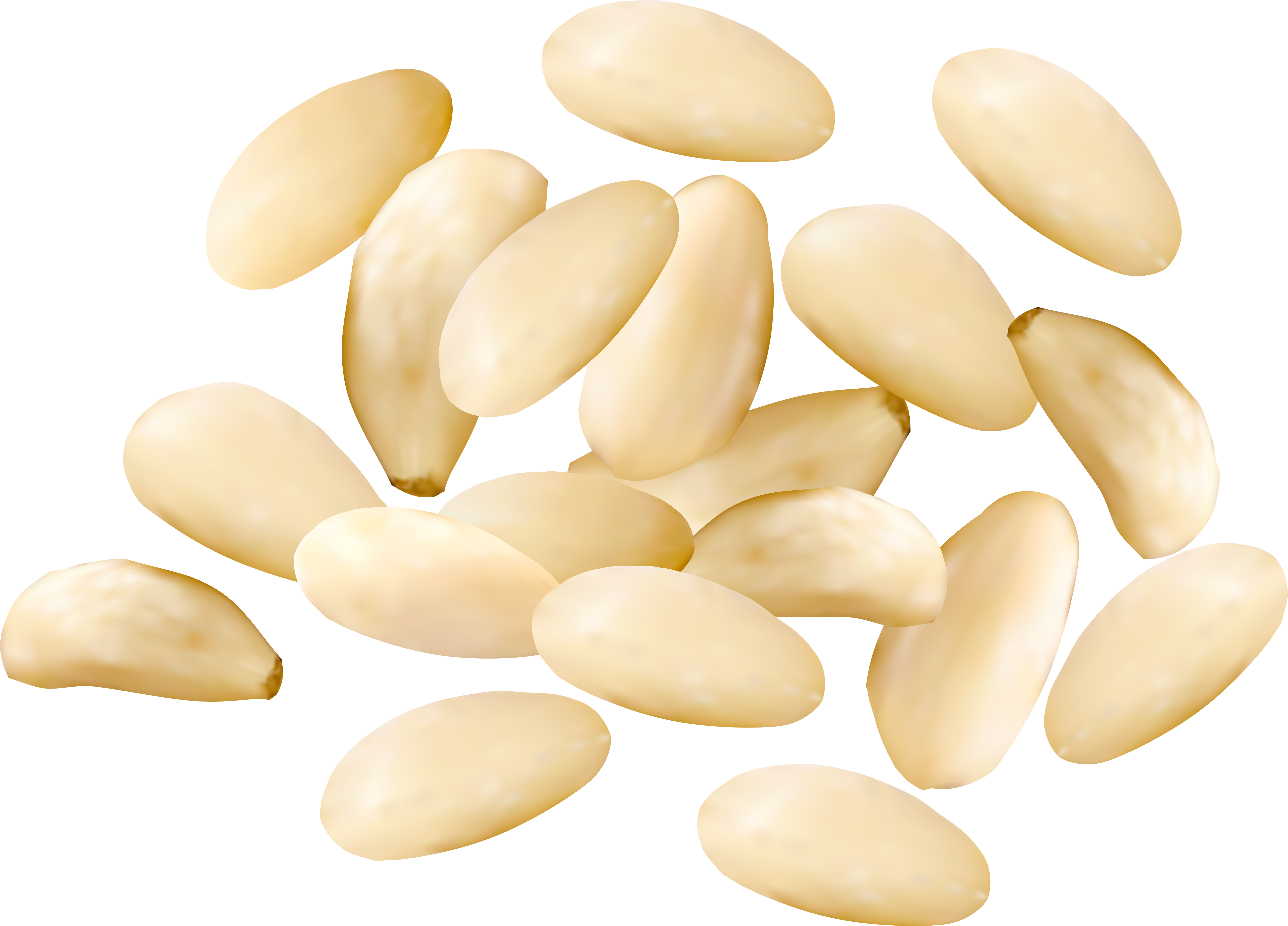 Pine Nuts Png (6257x4499), Png Download