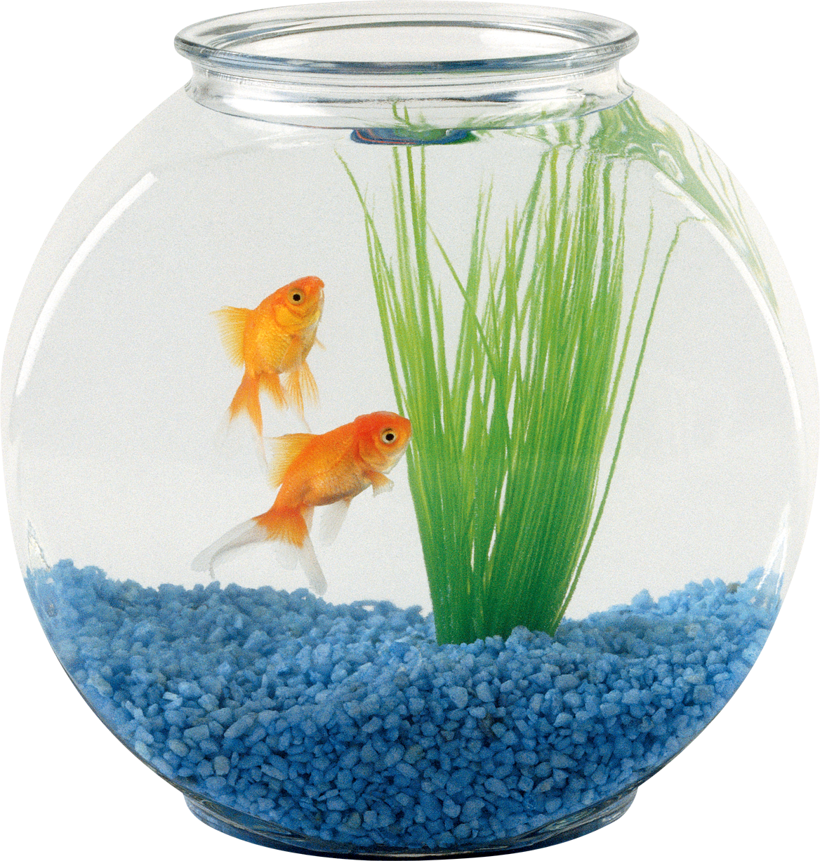 Fishboul Clipart Png Photo Free Download Png Free - Fish Bowl Aquarium Price (1168x1227), Png Download