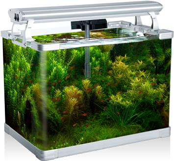 Small Fish Tank Singapore (600x400), Png Download