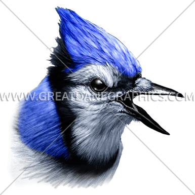 Blue Jay - Blue Jay Head (385x385), Png Download