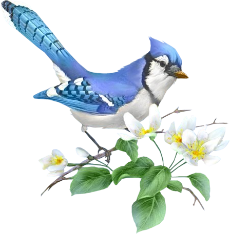 Klik For At Se I Normal Størrelse - Cross Stitch Blue Jay (448x457), Png Download