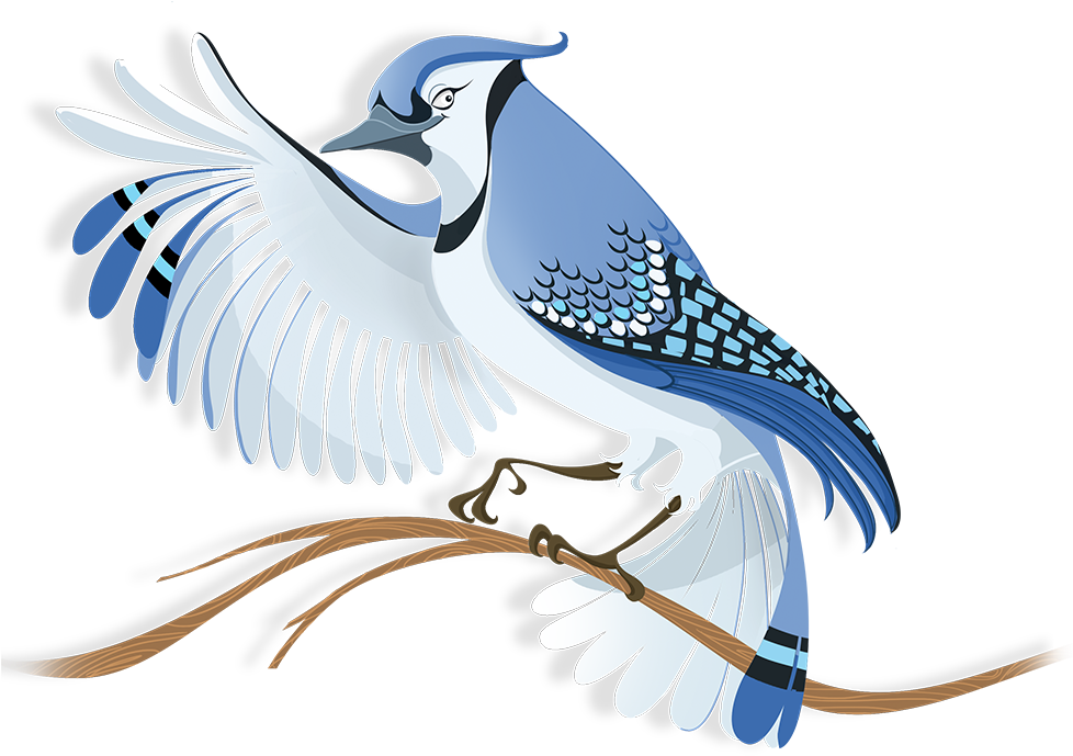 Flock Blue Jay - Blue Jay Bird Illustration Png (977x844), Png Download