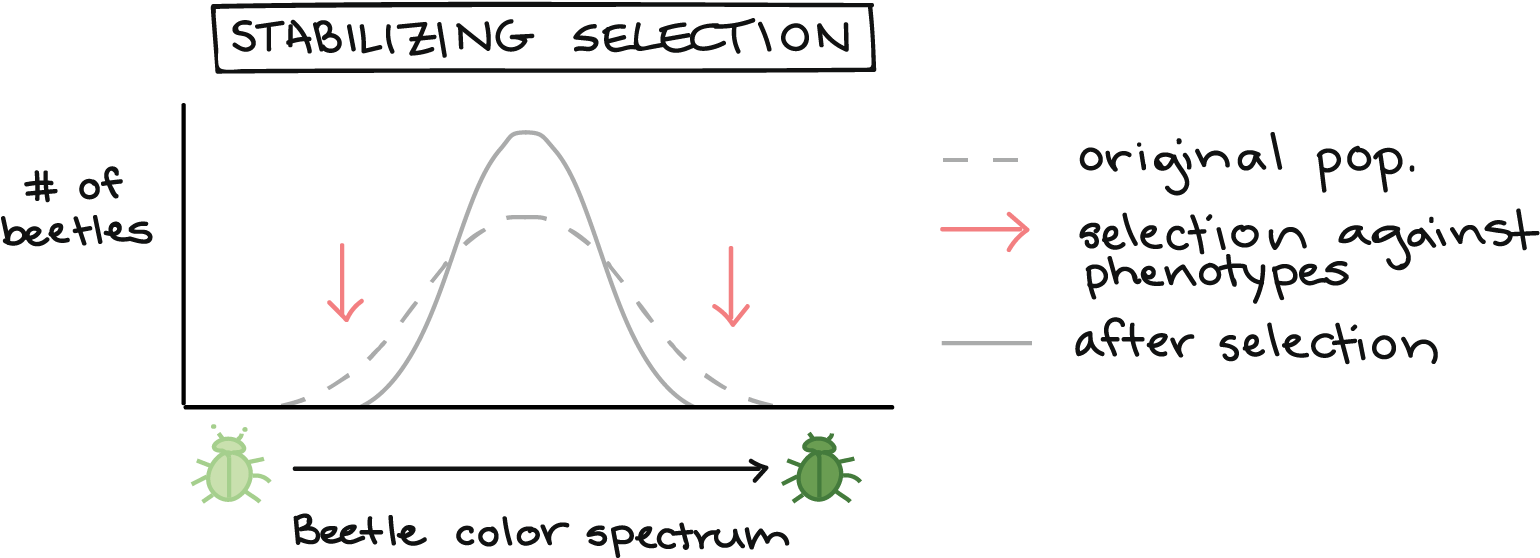 Three Ways Natural Selection Can Change The Distribution (1583x600), Png Download