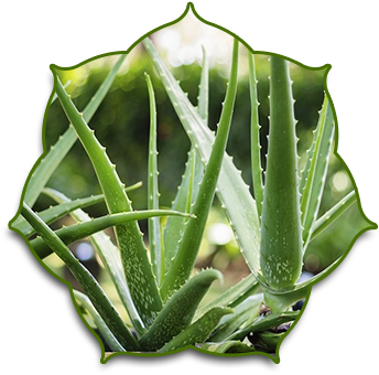 The Name Aloe Vera - H2 Ion Hair Repair Shampoo -- Thermal Activated Ionic (370x350), Png Download