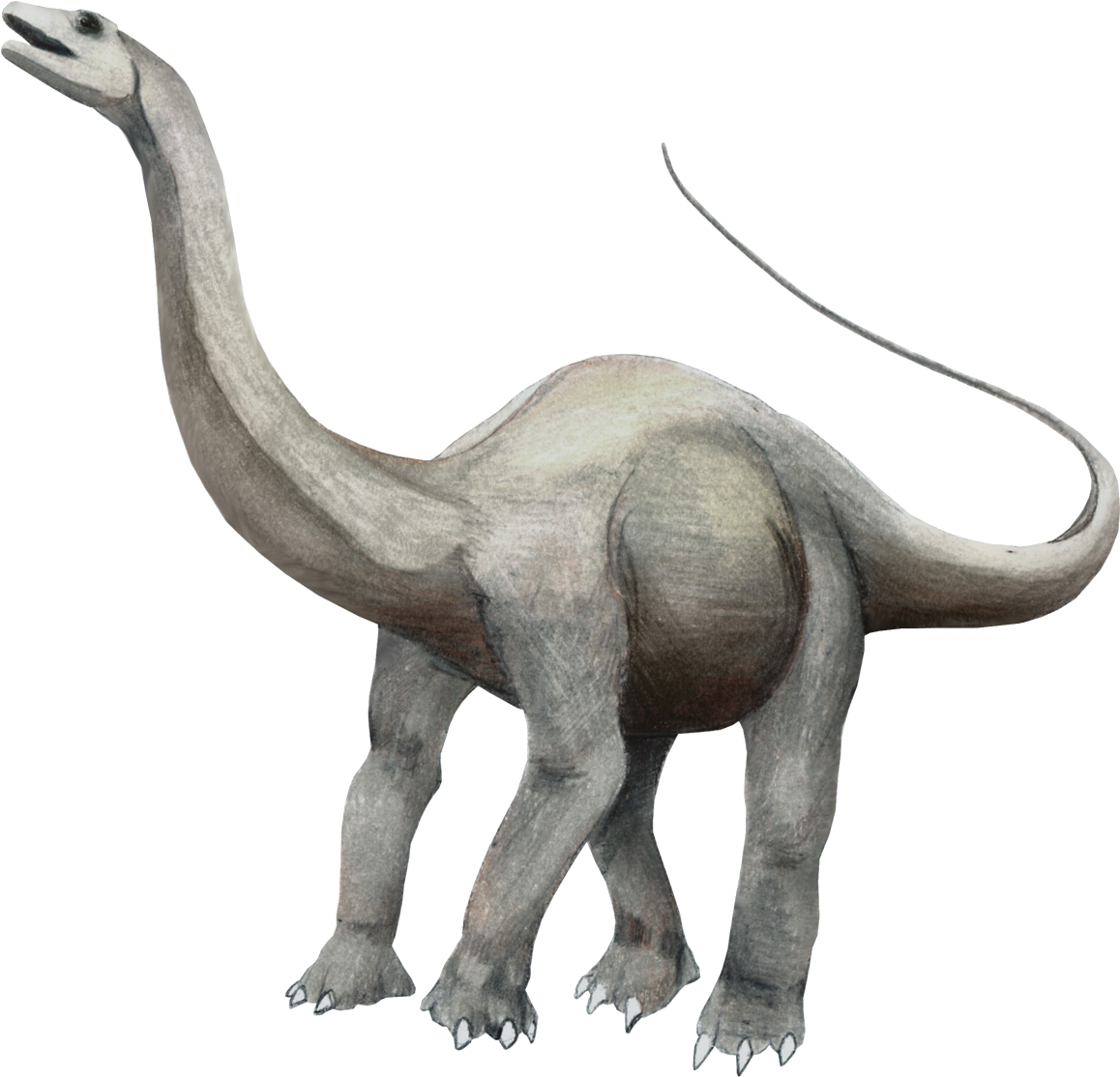 Apatosaurus Lecire - Jurassic Dinosaurs (1198x1152), Png Download
