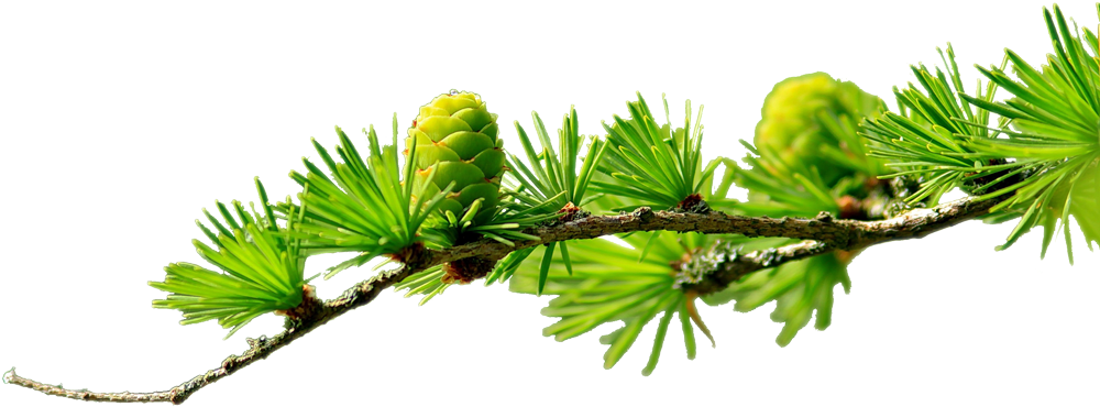 Scheduling-branch - Purelia Aufgusskonzentrat Saunaduft 50 Ml Fichtennadel (1000x380), Png Download