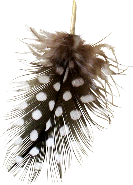 Yandeks - Fotki - Feather (559x800), Png Download