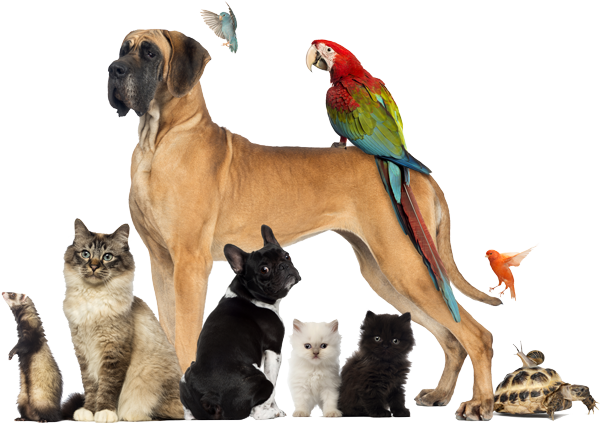Portal Login - Dogs Cats And Other Pets (600x423), Png Download