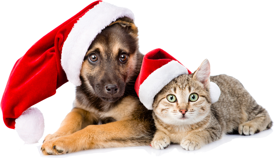 Picture - Pets Christmas (936x541), Png Download