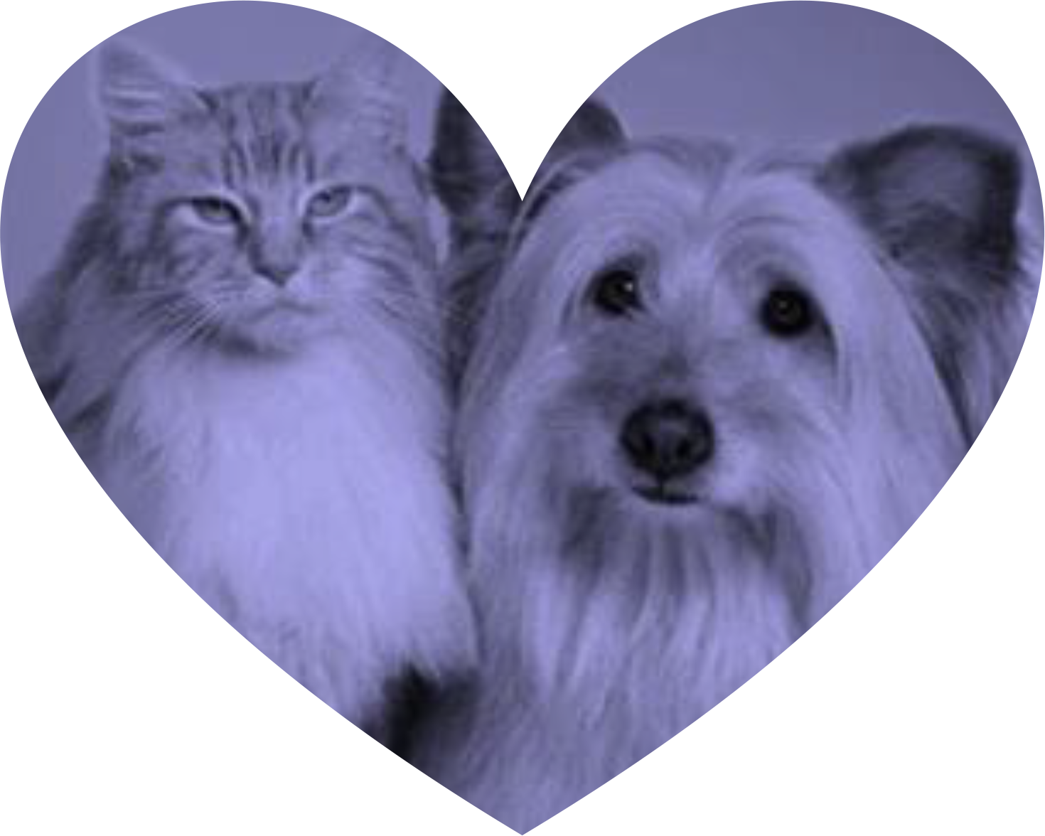 Pets - Ready 4 Kits Personalized Pet First Aid Guide (1470x1176), Png Download