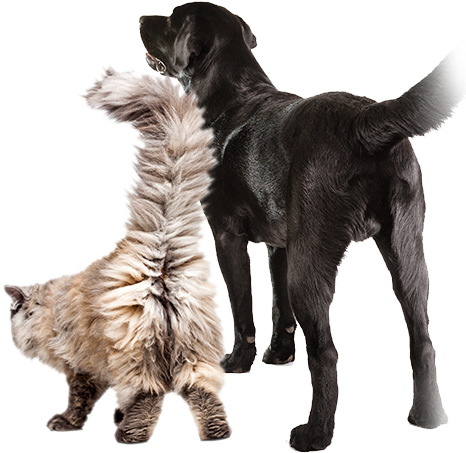 Pet Think Of Vetericyn - Cat (472x500), Png Download