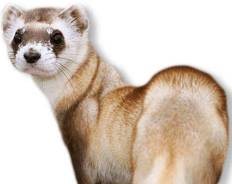 Banner Black And White Stock Png - Black Footed Ferret No Background (471x374), Png Download