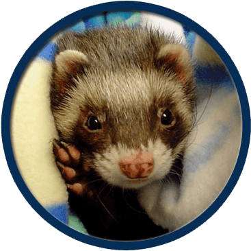Ferrets Treated In Collinsville - Collinsville (443x381), Png Download