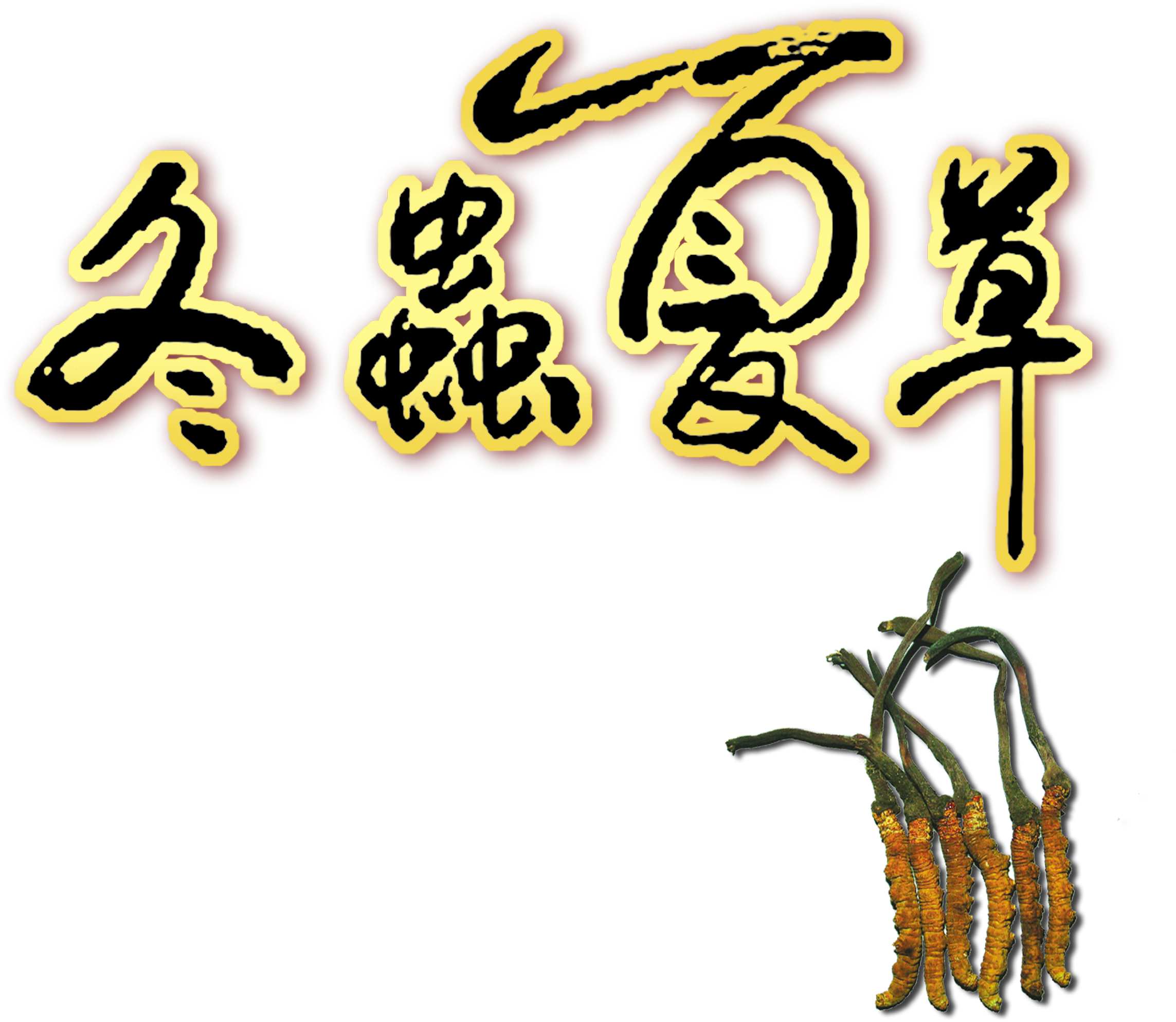 Sinensis About Cordyceps Sinensis Culture, Tradition, - Yellow (2717x2565), Png Download