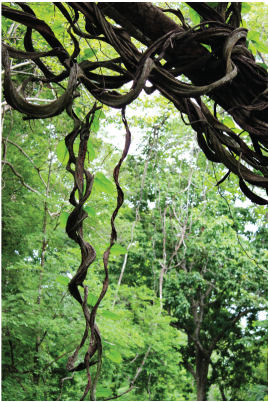 Vine - Stock Photography (400x409), Png Download