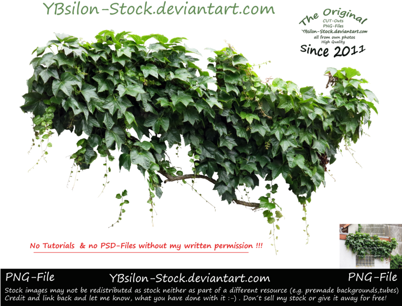 Ivy Iv By Ybsilon-stock - Iv Plant (800x637), Png Download