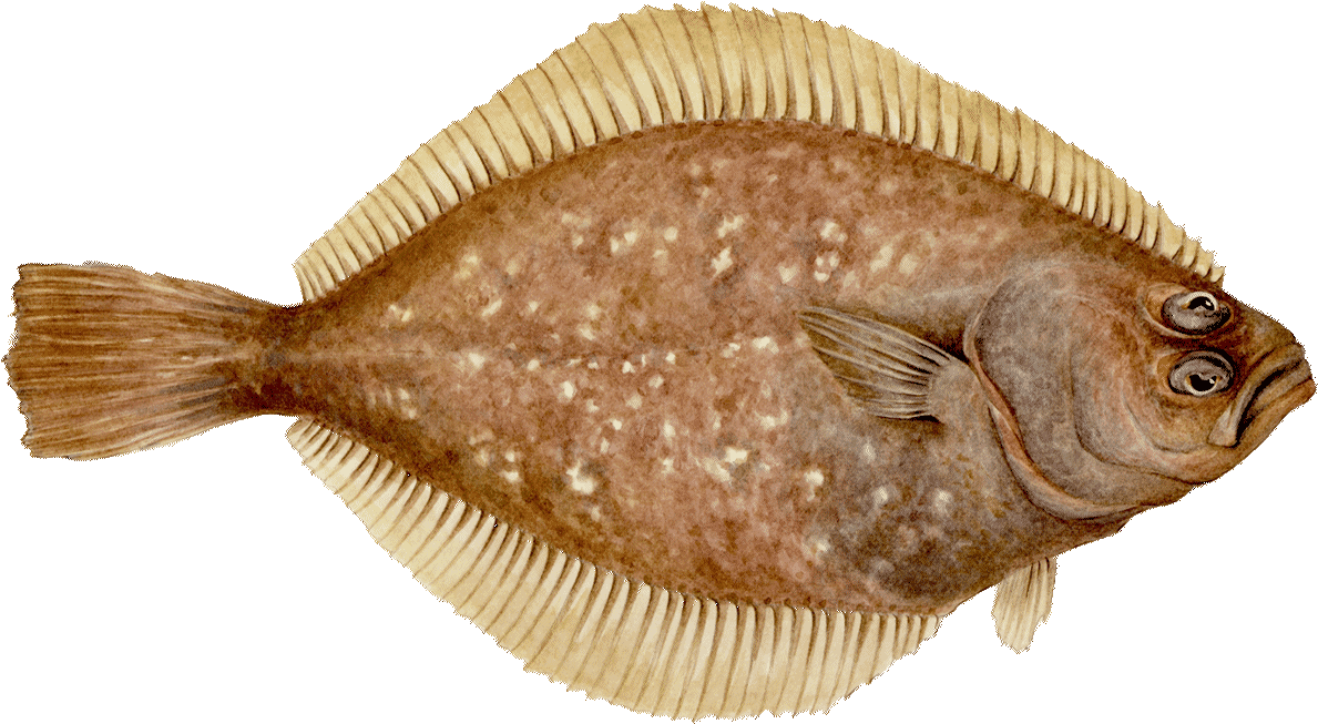 Sole - Petrale Sole (1200x664), Png Download