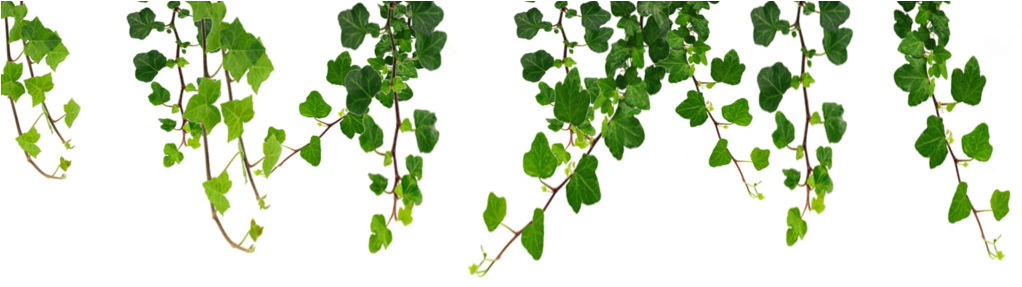 Welcome - Hanging Vines Clipart (1024x322), Png Download