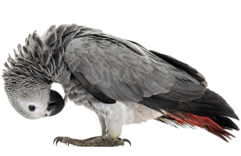 African Grey Parrot Cages - African Grey Parrot Png (480x480), Png Download