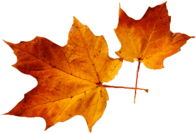 Cropped-leaves - Png Canadian Leave (960x448), Png Download
