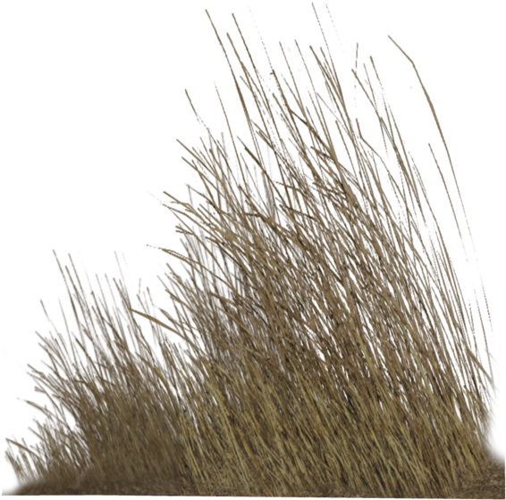 Dry Grass Png Hd (1024x639), Png Download