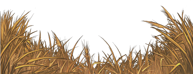Yellow Field Grass Png (640x500), Png Download