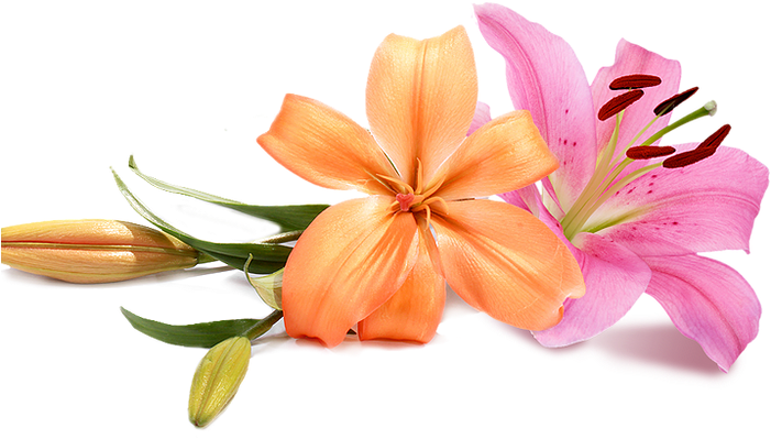 Pink Lily Flower (700x460), Png Download