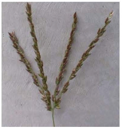 Digitate Inflorescence (402x426), Png Download