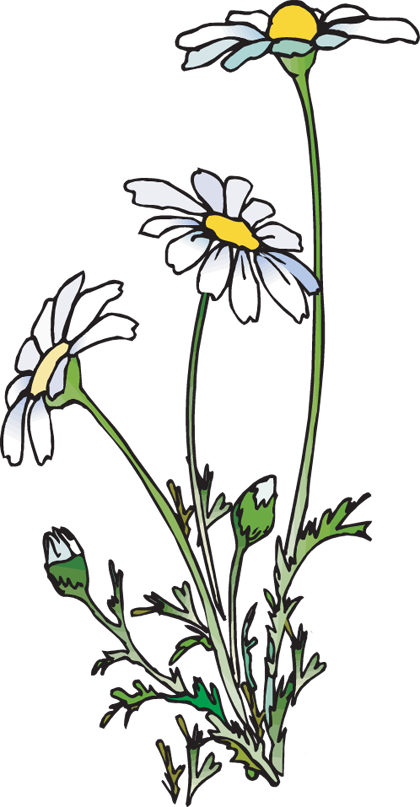 Clip Art Of A Group Of Daisies - Daisies Clipart (420x807), Png Download