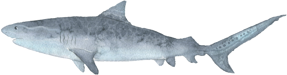 Grey Shark Hand Painted Watercolor Transparent Decorative - Shark! Mug (1024x310), Png Download