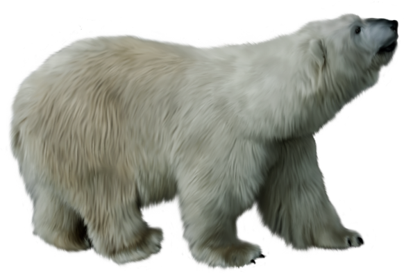 Wa-17 - Animal Png Transparent Backround (582x395), Png Download